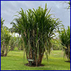 A tall stand of grasslike sugarcane