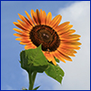 Big yellow sunflower with huge brown center