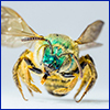 A golden bee with a metallic green head