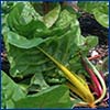 Swiss chard with yellow stalk and green leaves