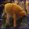 Tan mushroom