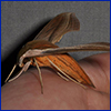 A tan brown moth resting on someone's hand