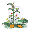A color illustration of a corn stalk with a vine wrapping around it and orange pumpkins growing below it.