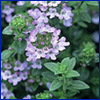 Tiny purple flowers and tiny green leaves of thyme plant