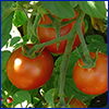 Red tomatoes on the vine