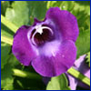 purple torenia flower