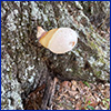 Mushroom growing on the base of a tree trunk
