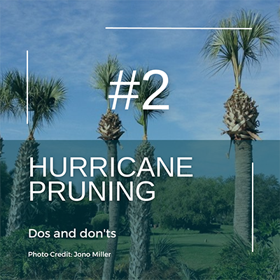 Photo of overly pruned palms looking like matchsticks with the words Hurricane Pruning Dos and Don'ts, photo credit Jono Miller superimposed over it