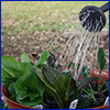 using watering can to water young container plants