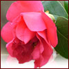 Dark pink camellia blossom