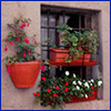 A two tier window box garden with impatiens and geraniums