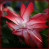 Pink and white flower of Christmas cactus
