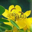 Yellow Sulphur caterpillar