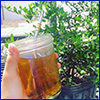 Hand holding clear plastic cup of tea in front of a yaupon holly shrub