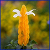 Yellow spiked flower like bract of a shrimp plant with two small true flowers at the top
