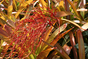 Bright orange bromeliad leaves with dark orange flower stalk