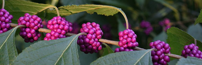 A plant stem with round clusters of bright purple berries spaced out upon it