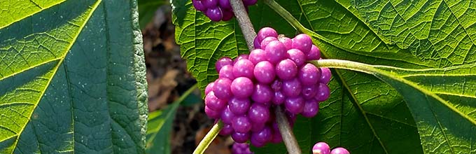 Stem with clusters of bright purple berries