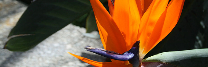 Showy tropical orange and purple flowerlike bracts of bird of paradise plant