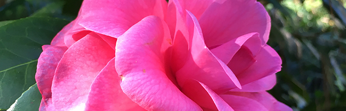 A hot pink camellia flower