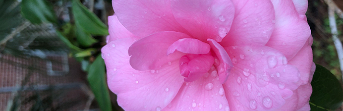 Pink camellia flower with dew on petals