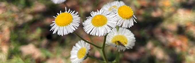 Tiny daisy like flowers of native wildflower fleabane