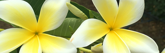 yellow-white frangipani flowers