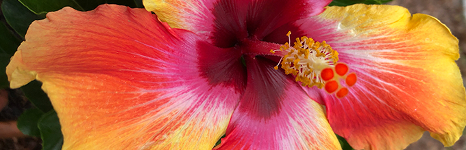 close view of hibiscus flower, with petals starting out deep burgundy and fading to orange, pink, and finally yellow
