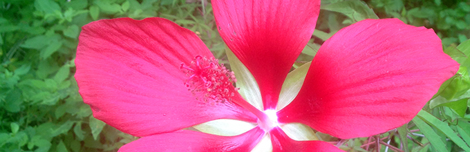 Deep red native hibiscus flower