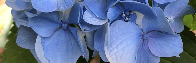 indigo blue hydrangea flower up close