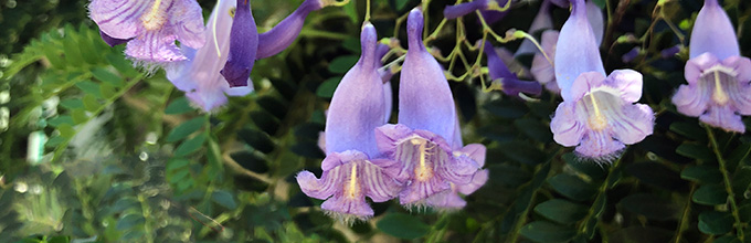 Purple hanging bell shaped flowers of jacaranda tree