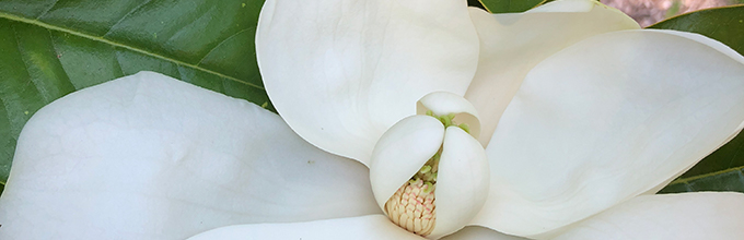 Creamy white petals of the Southern magnolia