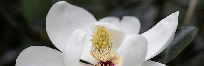 A large white magnolia flower wide open with waxy big petals and a cone like center