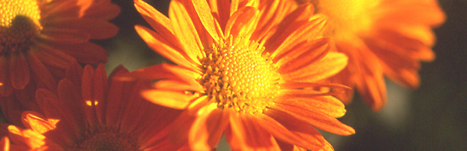 Bright orange chrysanthemum flowers