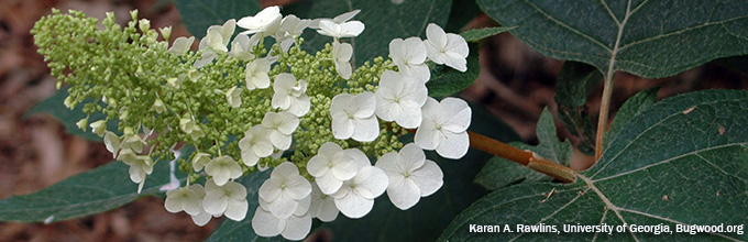Oakleaf hydrangea with cone-shaped panicle partially covered with simple white flowers