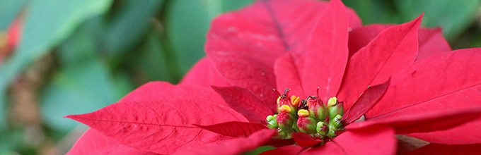 Red poinsettia outside