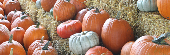 Happy autumn, gardeners - a display of pumpkins on hay bales