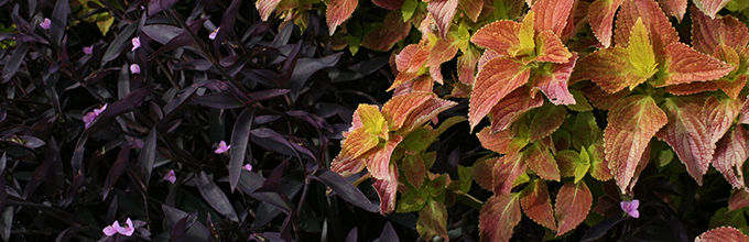 Deep purple plants and orange-red coleus