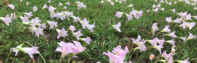 Light pink rain lilies covering a Florida yard