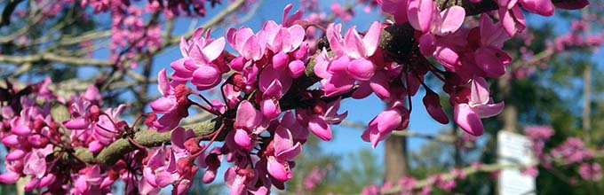 Clusters of small pink redbud flowers on branch