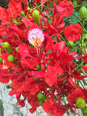 Red extravagant flower of a poinciana tree