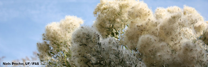 Shrub totally covered in soft white fluff, like a cloud. Female saltbush photo by Niels Proctor, UF/IFAS