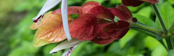 The pink-red bracts of the shrimp plant give it its name, but the white flower inside is the nectar source