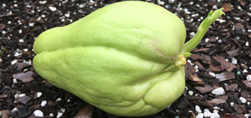 A green pear-shaped vegetable
