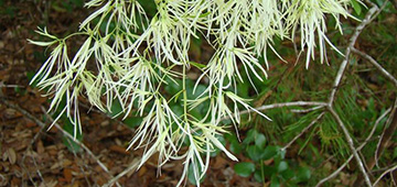 Tassle-like white flowers of fringetree, photo by Rebekah Wallace, University of Georgia, Bugwood.org