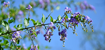 A thin shrub branch with green leaves and clusters of small purple flowers