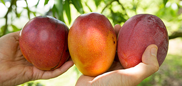 Hands holding three attractive mango fruits