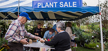 Two people shopping at an outdoor plant sale