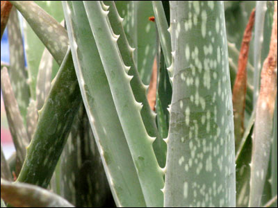 Aloe foliage