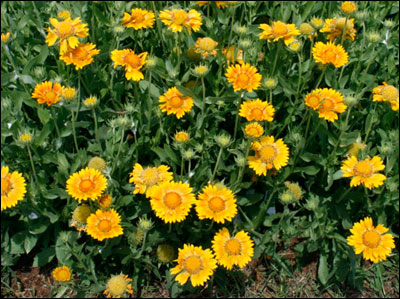 Plant ID: Flowers and Foliage: Blanket Flower - Florida ...